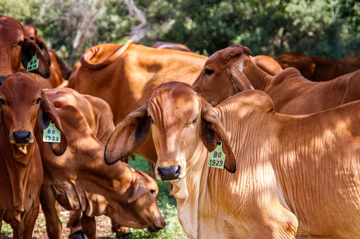 5 retos que enfrenta la industria pecuaria