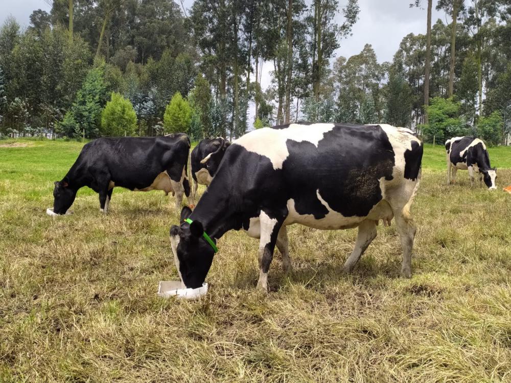 Los resultados del estudio en Italia muestran cómo Optigen® mejora significativamente la calidad de la leche y la salud de las vacas lecheras, ofreciendo un enfoque más sostenible para la producción lechera