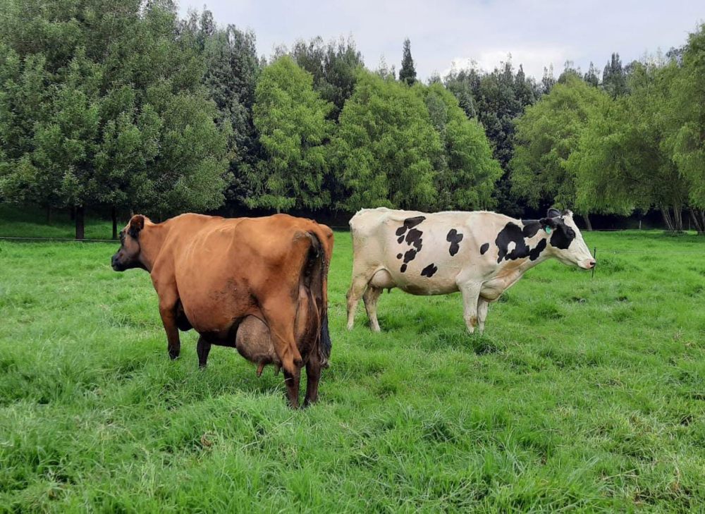 Estas vacas están disfrutando de los múltiples beneficios de TRADILIN, un suplemento que mejora la producción lechera y la salud general del ganado.